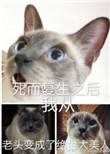 死而复生之后我从老头变成了绝世大美人免费阅读