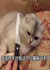 旧爱新欢讲的什么内容